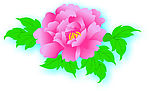 矢量牡丹花