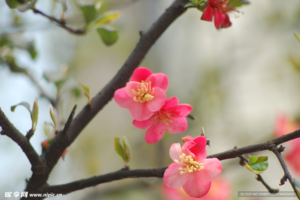 灿烂桃花季节