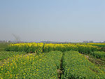 田野
