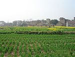 田野