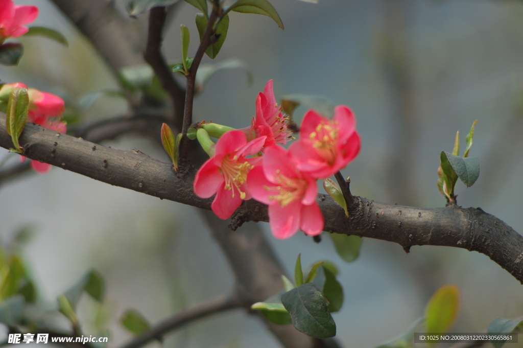 灿烂桃花季节