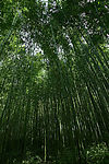 竹林