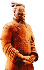 兵马蛹