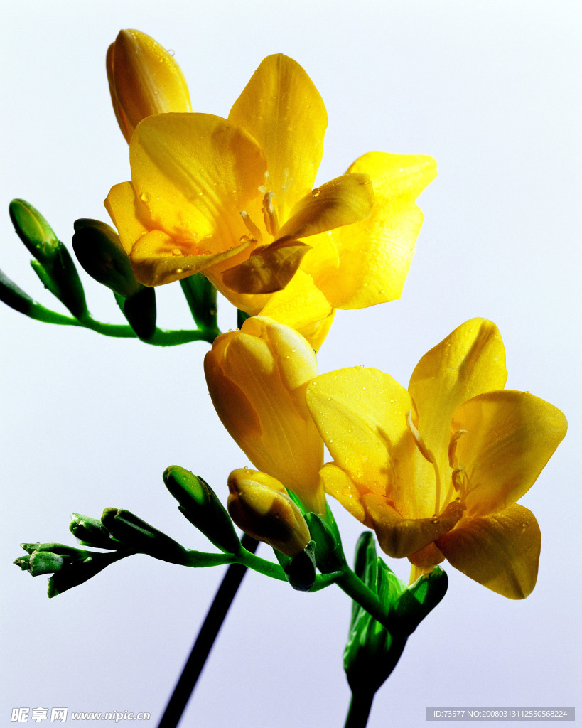 鲜花