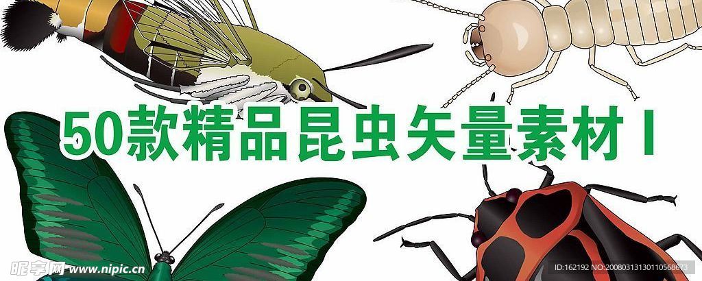 50款精品昆虫矢量素材-1