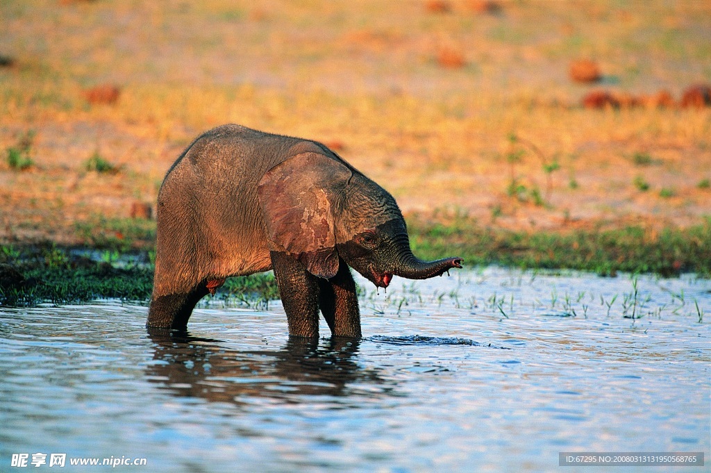 戏水的大象