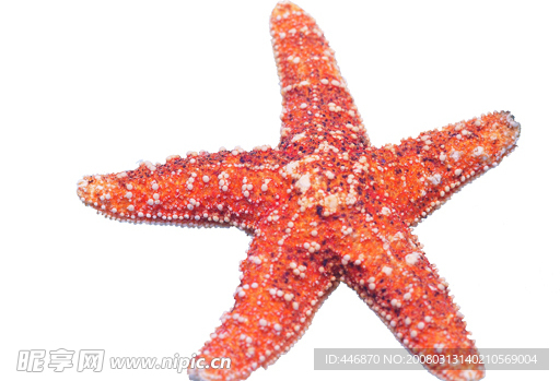 海星