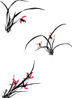 兰花草