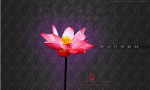 荷花分层图