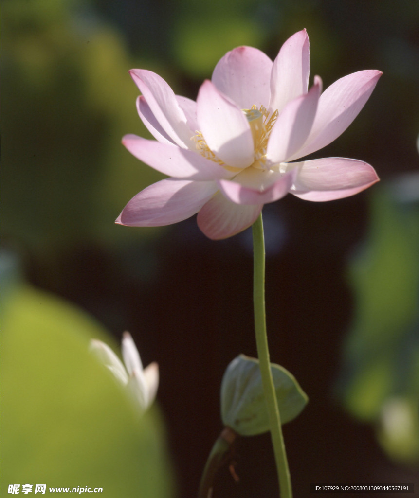 荷花——一枝独秀