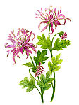 矢量菊花