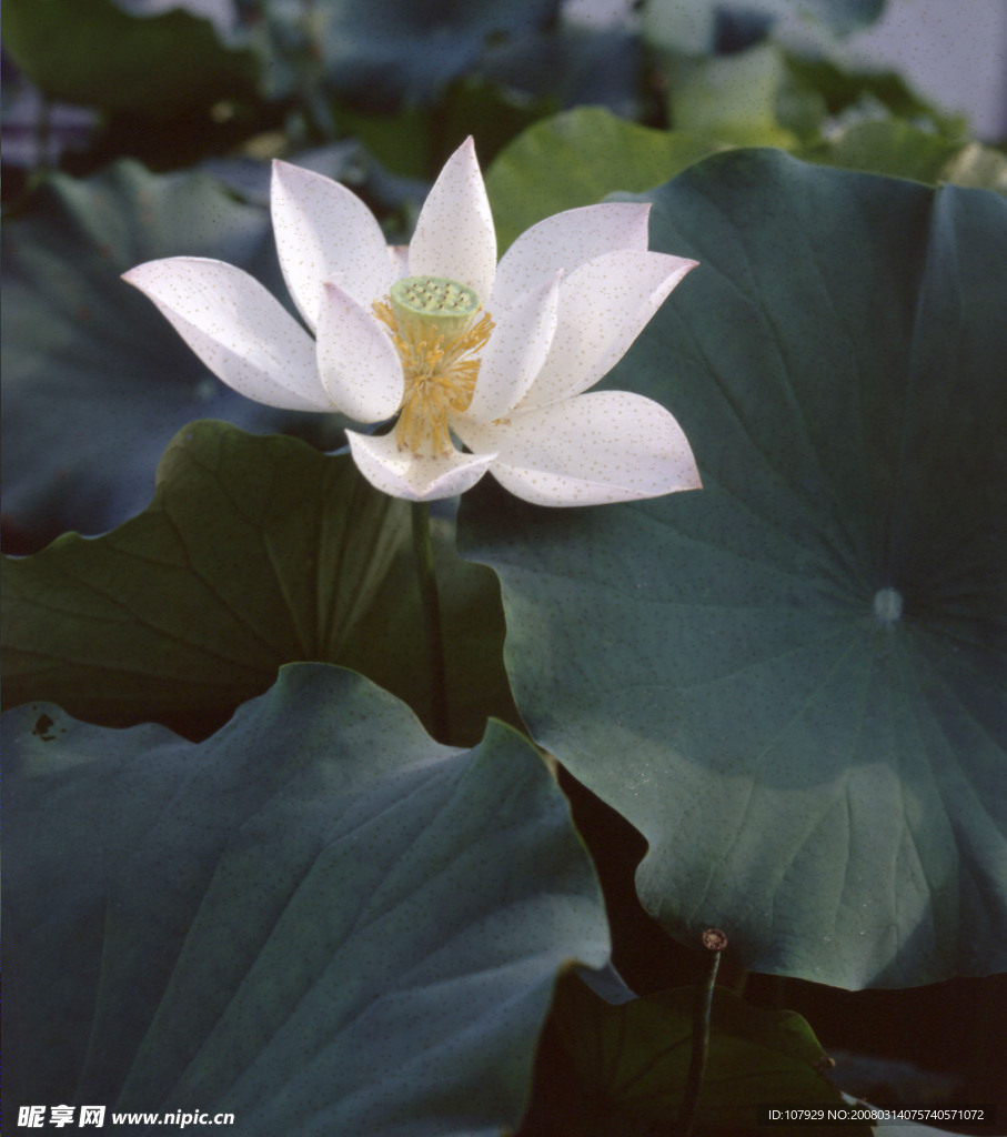 圣洁荷花