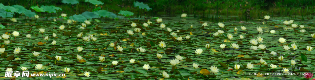 荷花