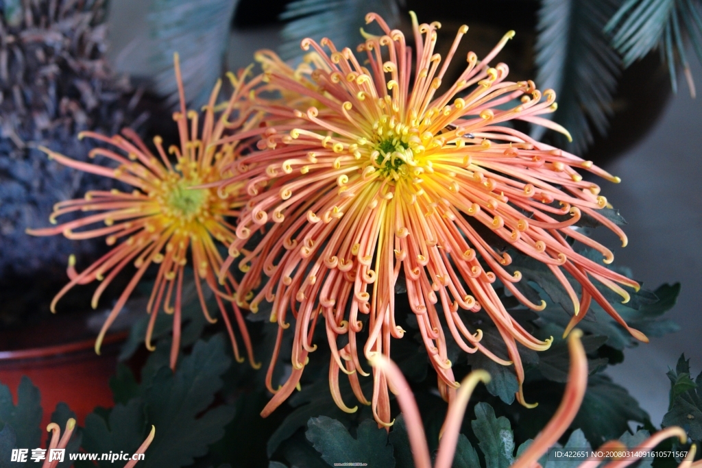 菊花