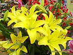 百合花