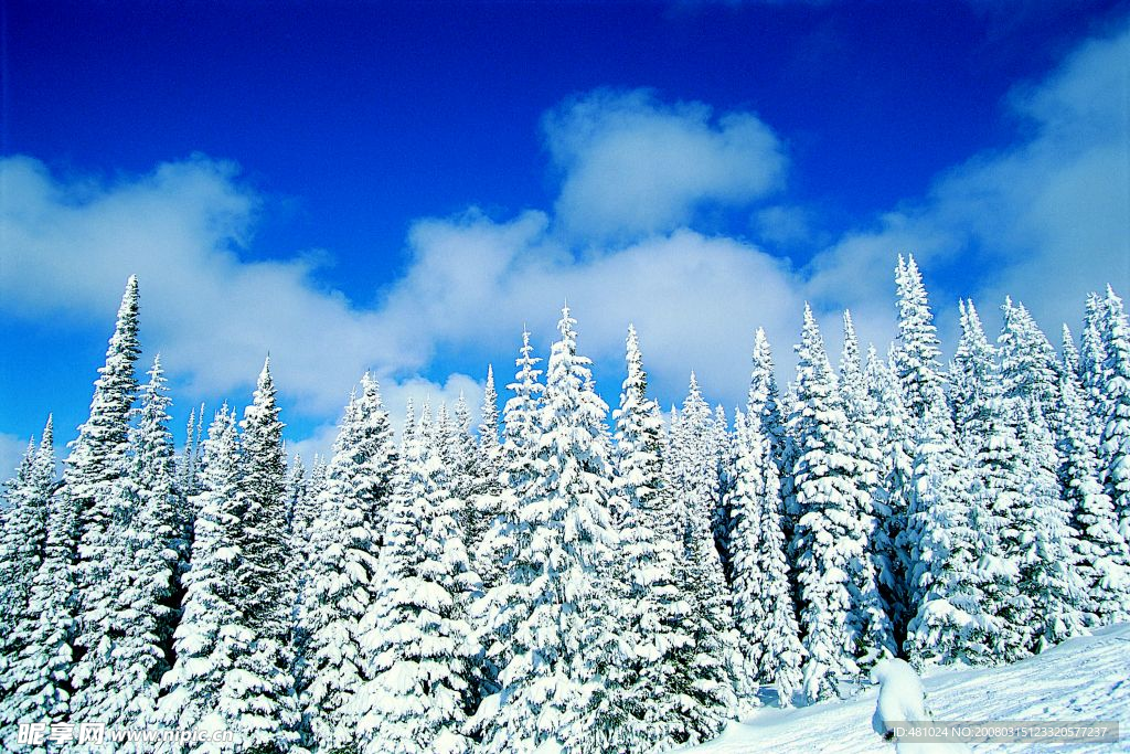 冬日雪景