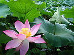 娇艳莲花