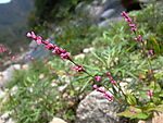 野花