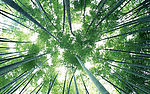 竹林深处  竹子