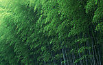 竹林深处  竹子