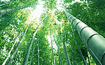竹林深处  竹子