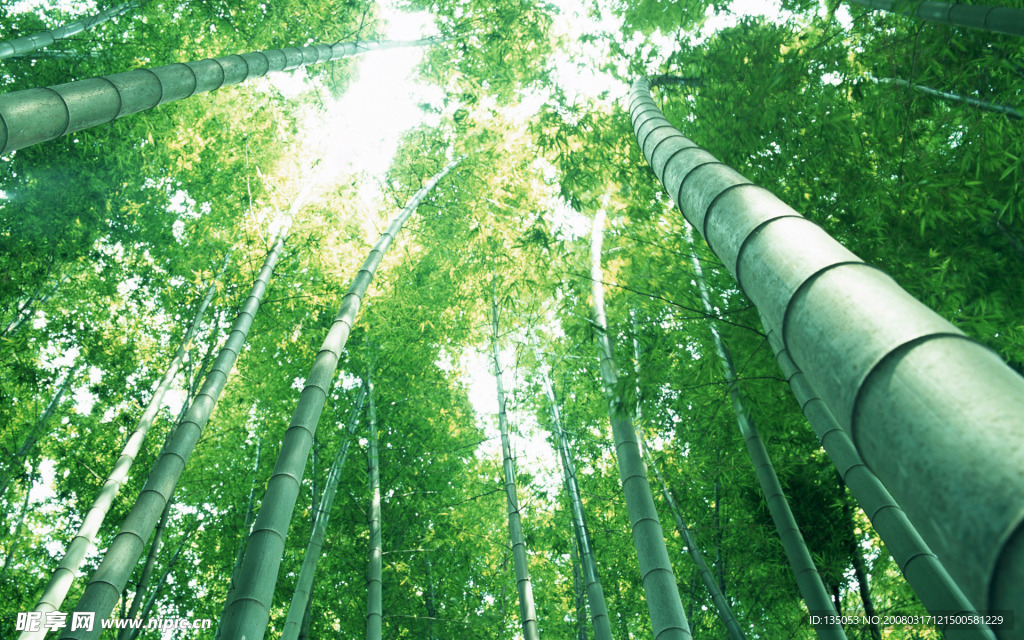 竹林深处  竹子