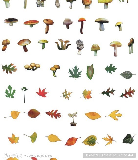 蘑菇和叶子