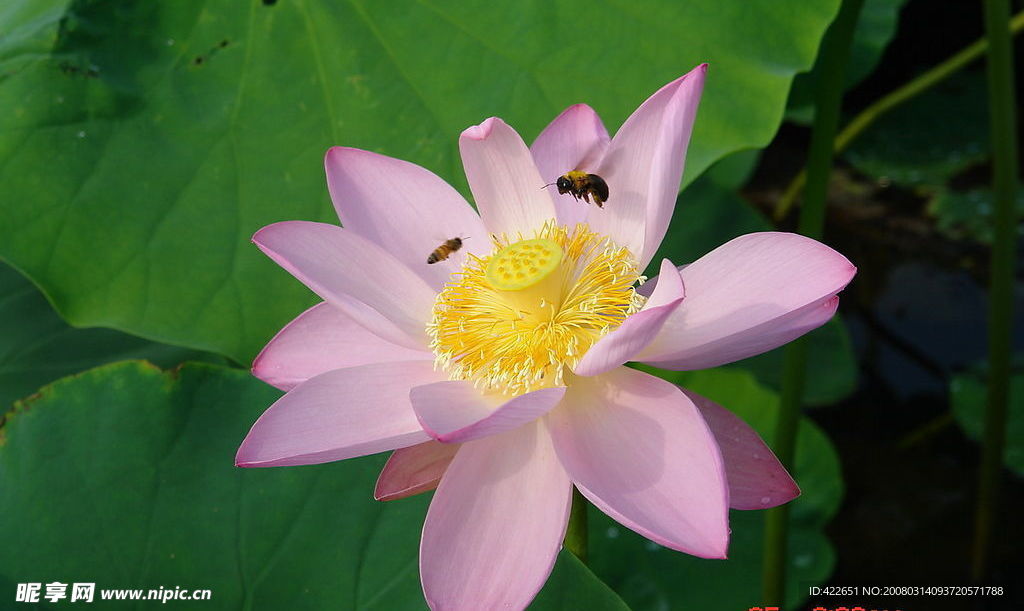 花艳蜂儿忙