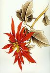 工笔花卉2