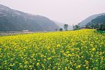 家乡油菜花