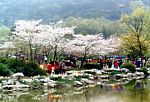 农村花园