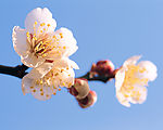 桃花三两枝