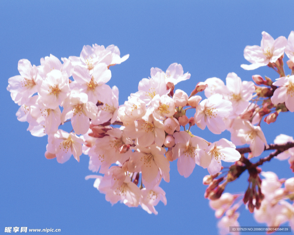 桃花满枝