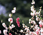 山花烂漫