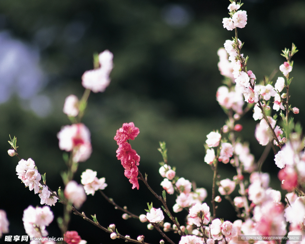 山花烂漫