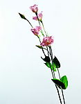 花束