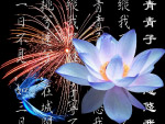 荷花 烟花