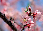 春暖花开