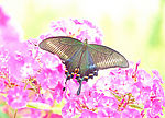 春暖花开