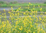 春暖花开