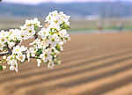 春暖花开