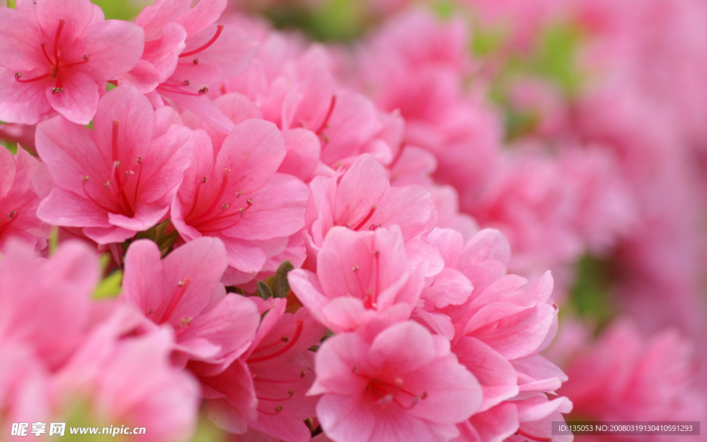 春暖花开
