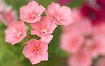 春暖花开