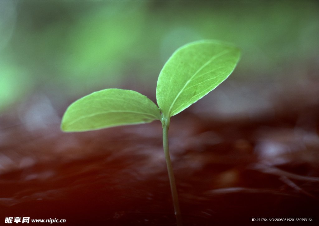 四季自然植物绿叶