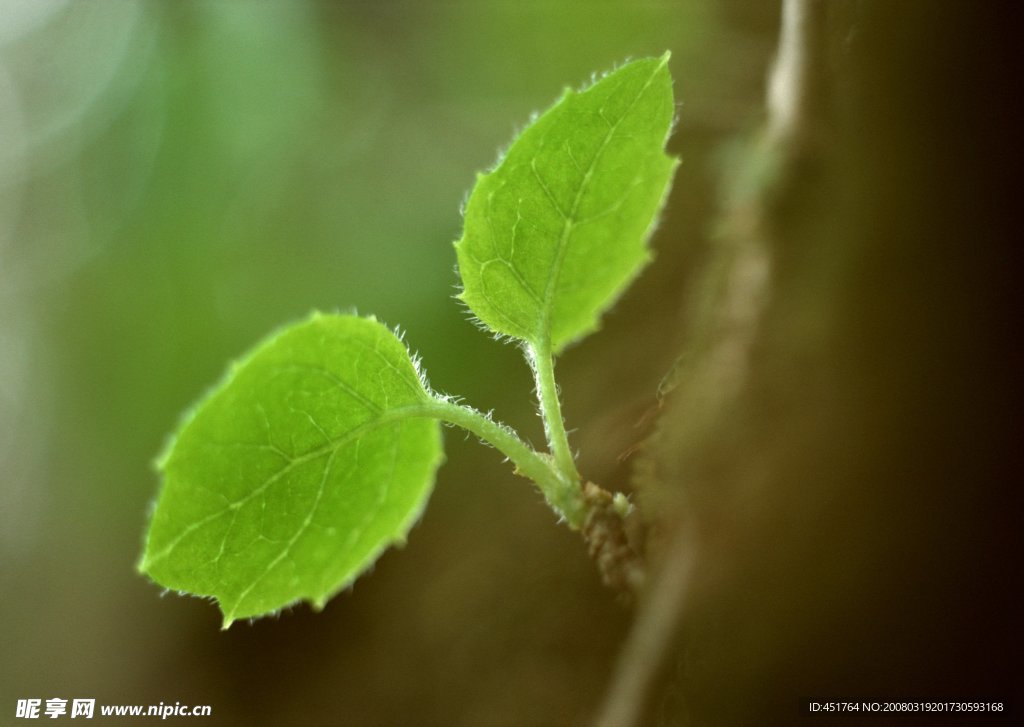 四季自然植物绿叶