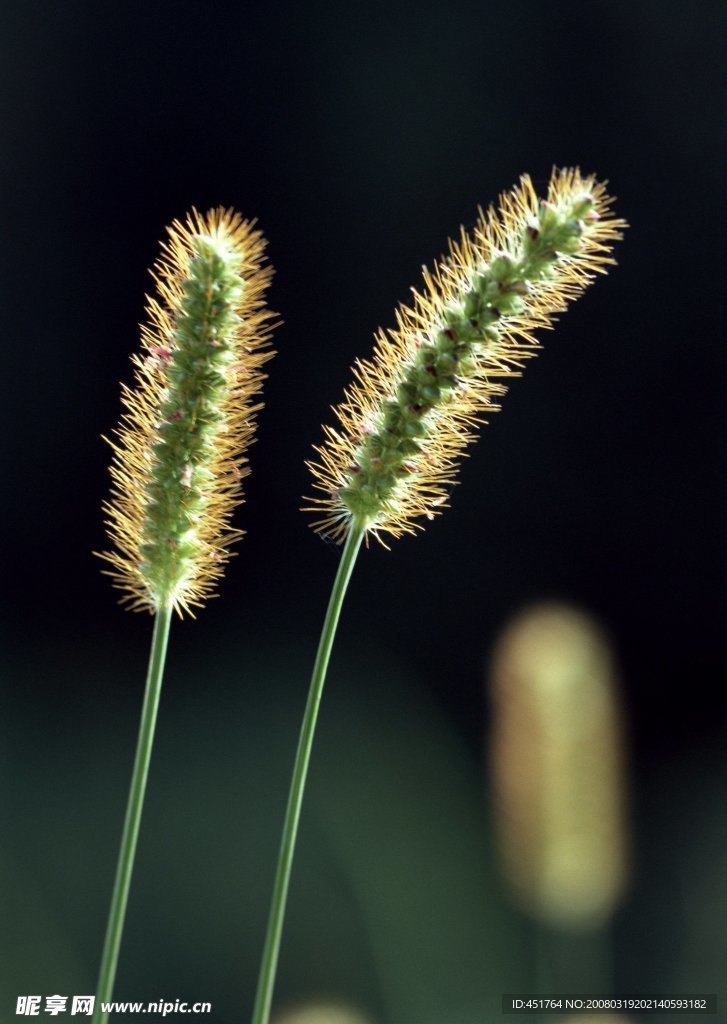 狗尾巴草