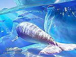梦幻水中生物