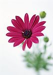 红色花儿