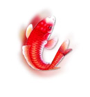 鲤鱼