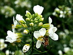 蜜蜂与鲜花